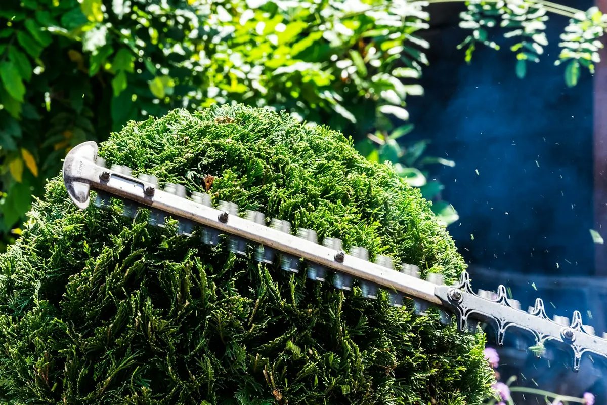 Hedge trimmers